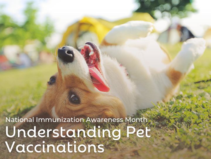 Understanding Pet Vaccinations: National Immunization Awareness Month