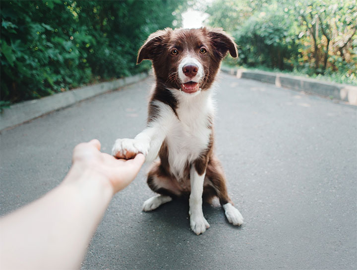 $City Canine Massage Therapist