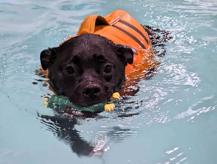 $city Recreational Swimming for pets