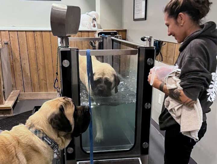 Hydrotherapy for Dogs in $city